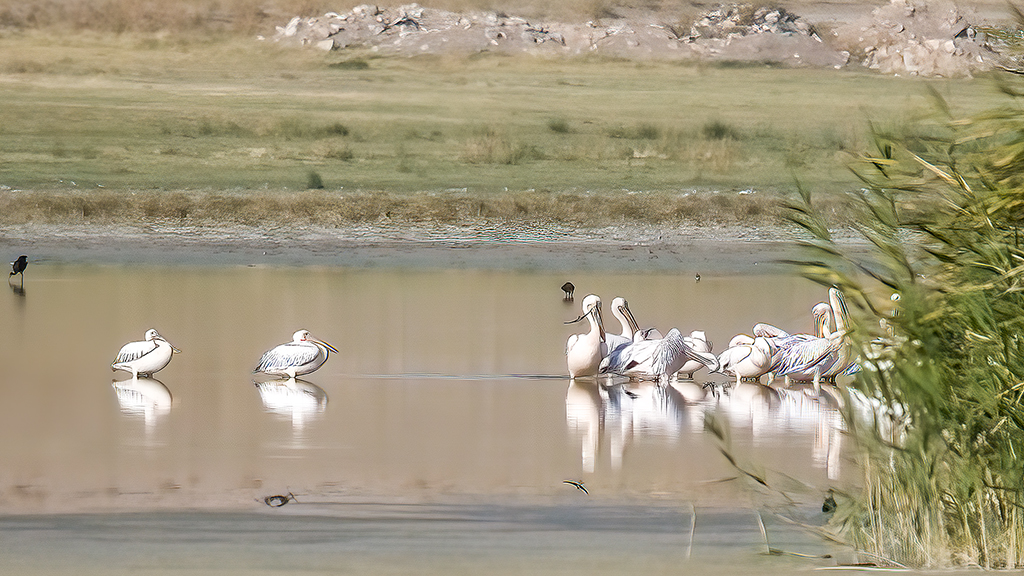 Great White Pelican